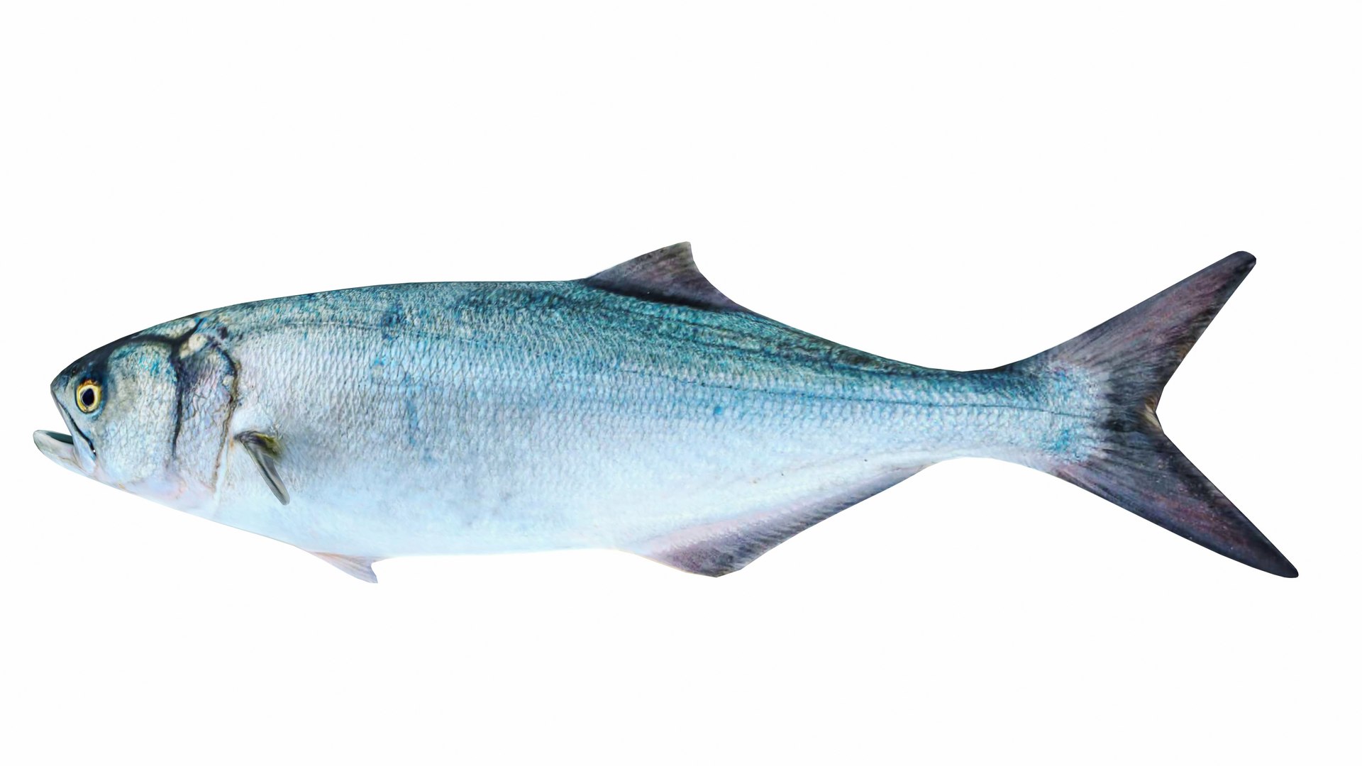 3D Fish Collection 4 In 1 - Atlantic Fish Model - TurboSquid 2381449