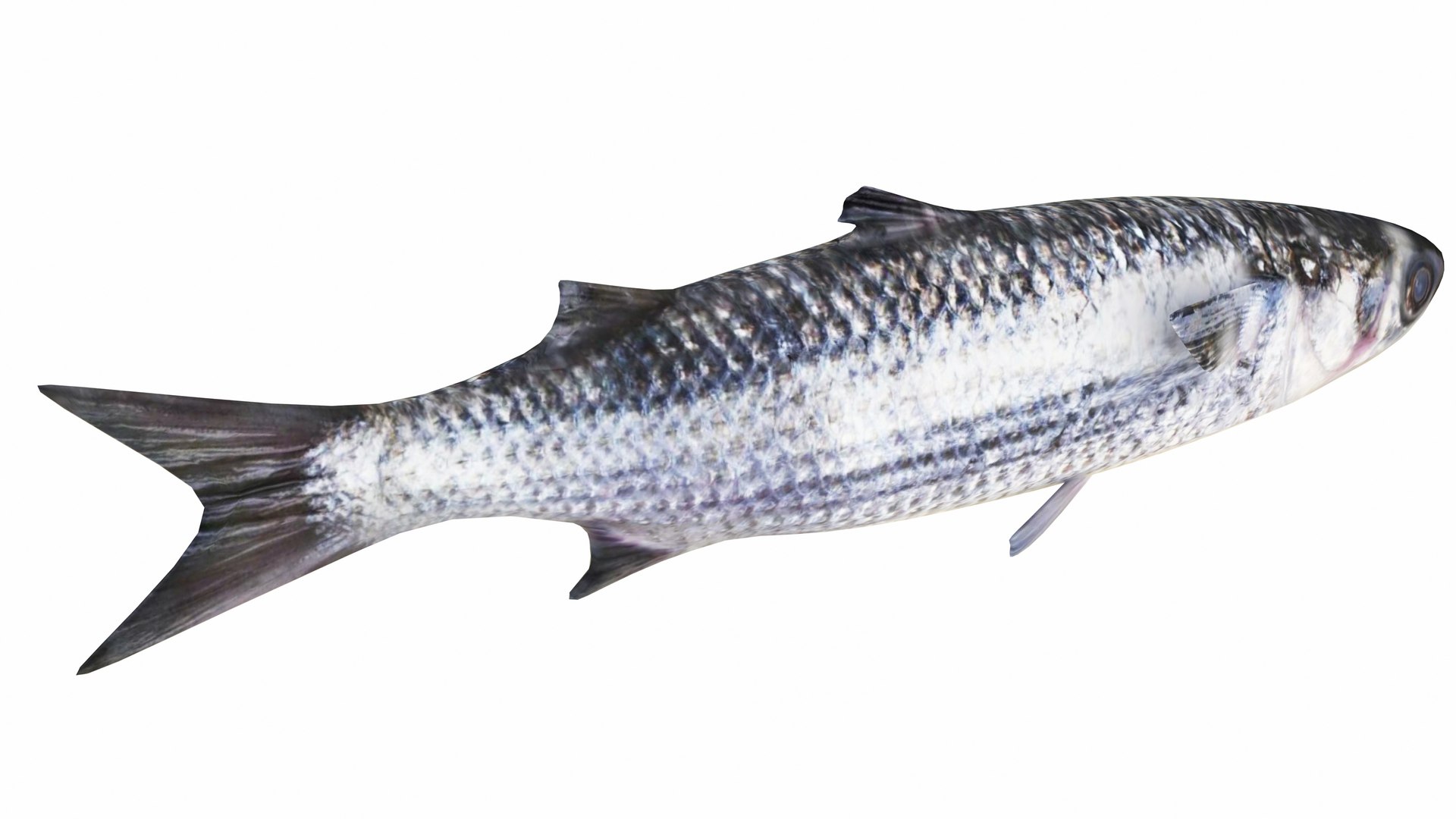 3D Fish Collection 4 In 1 - Atlantic Fish Model - TurboSquid 2381449