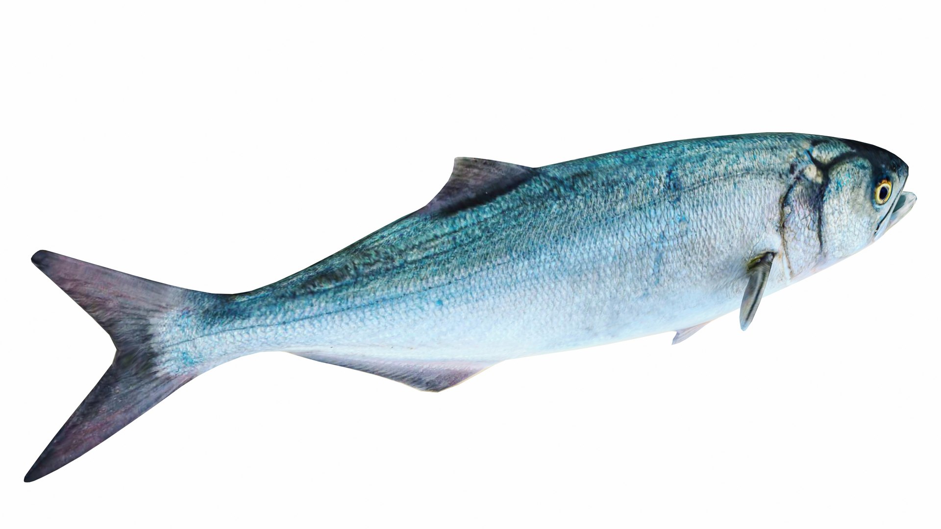 3D Fish Collection 4 In 1 - Atlantic Fish Model - TurboSquid 2381449