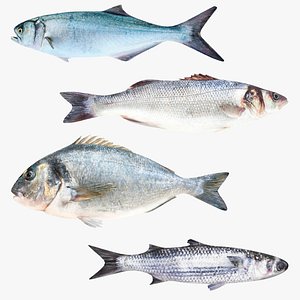 3D Fish Collection 4 in 1 - Atlantic Fish model