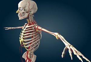 human circulatory 3d model