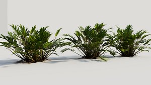 Philodendron xanadu b