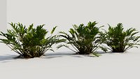Philodendron xanadu b