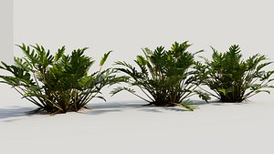 Philodendron xanadu b