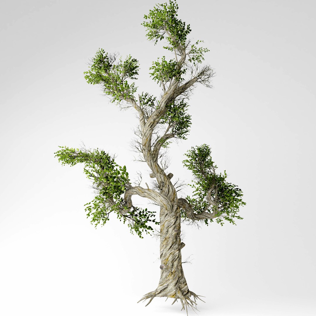 honey tree 3D https://p.turbosquid.com/ts-thumb/TI/S2AIFW/0CpuxM4l/3/jpg/1574539774/1920x1080/fit_q87/7904c7a58f27b0c6f4108eab26aece4e707e816c/3.jpg