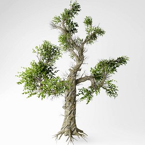 honey tree 3D