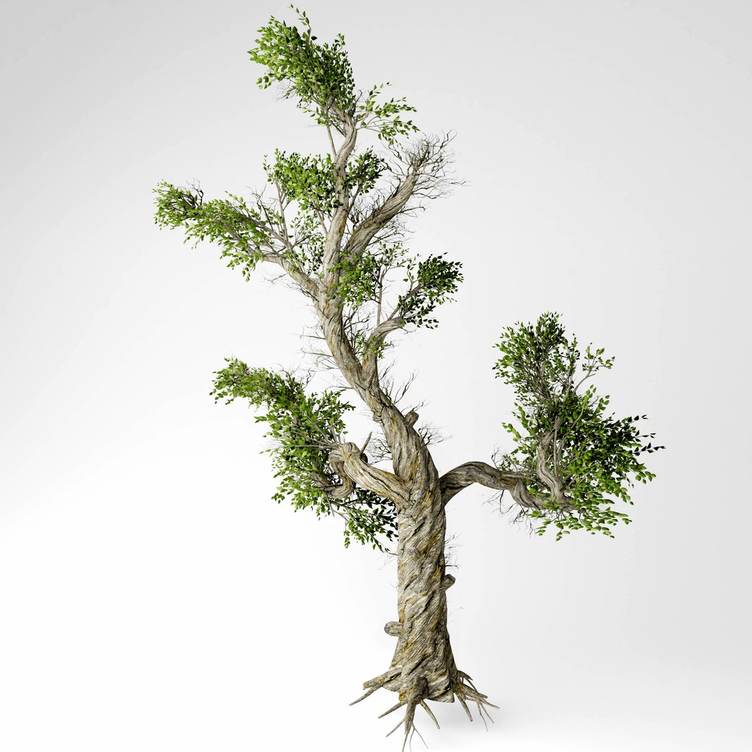 honey tree 3D https://p.turbosquid.com/ts-thumb/TI/S2AIFW/nZDW35kI/6/jpg/1574539829/1920x1080/fit_q87/da3cf8ef634b30941f771ef653567d63412fb97d/6.jpg