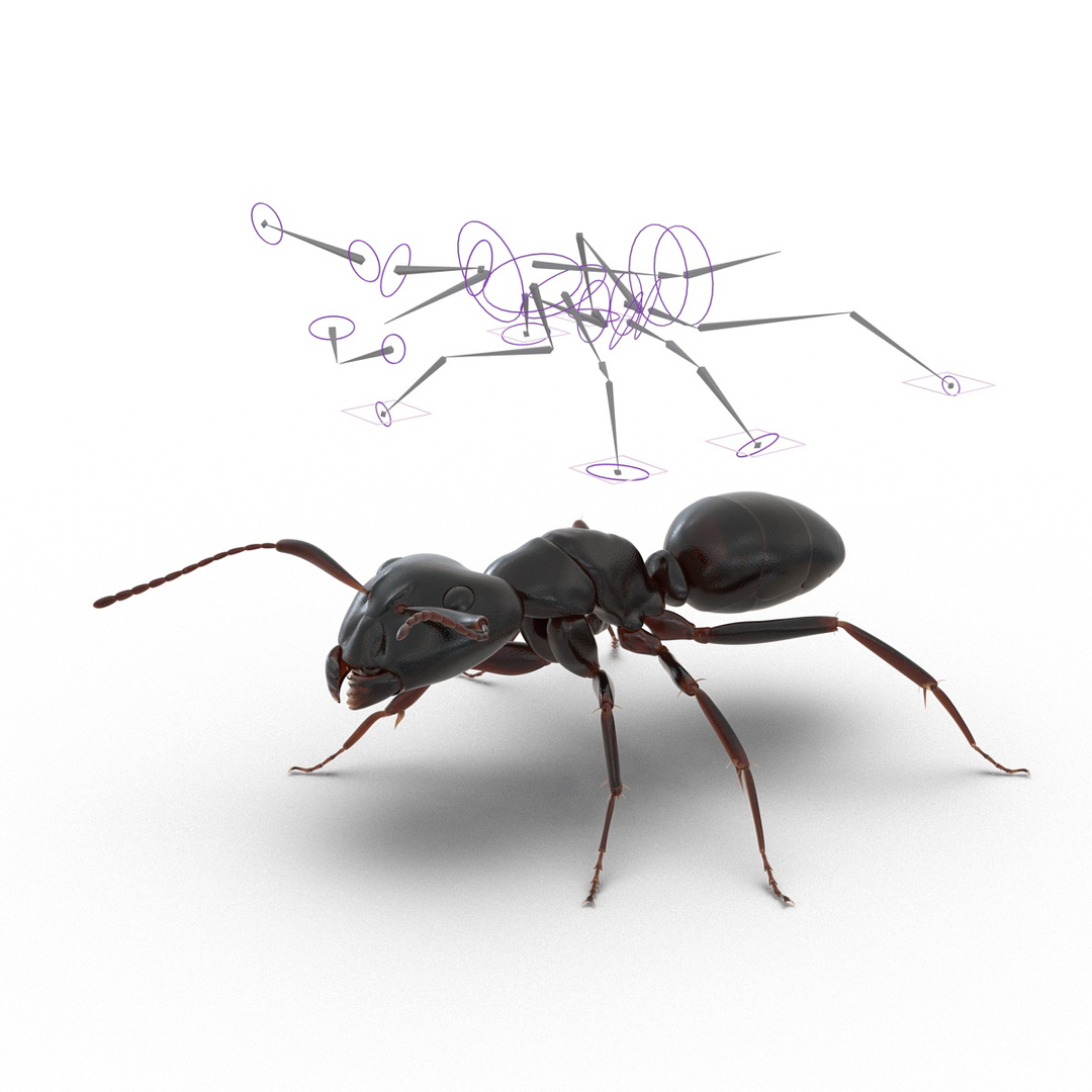 3d model black ant rigged https://p.turbosquid.com/ts-thumb/TI/TcGeHN/BDFB0aa3/black_ant_rigged_363/jpg/1453719394/1920x1080/turn_fit_q99/39961a4f7534736c91417222b4eed25553eb9ea3/black_ant_rigged_363-1.jpg