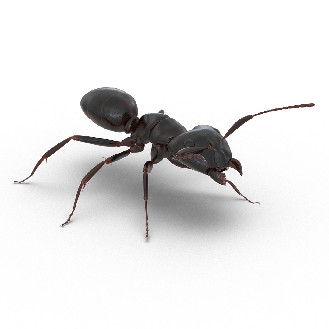 3d model black ant rigged https://p.turbosquid.com/ts-thumb/TI/TcGeHN/EL1jx9UX/blackantrigged3dmodel17/jpg/1453719082/1920x1080/fit_q87/3af5fe50eee542c1a67c0d30a6072412add1a32b/blackantrigged3dmodel17.jpg
