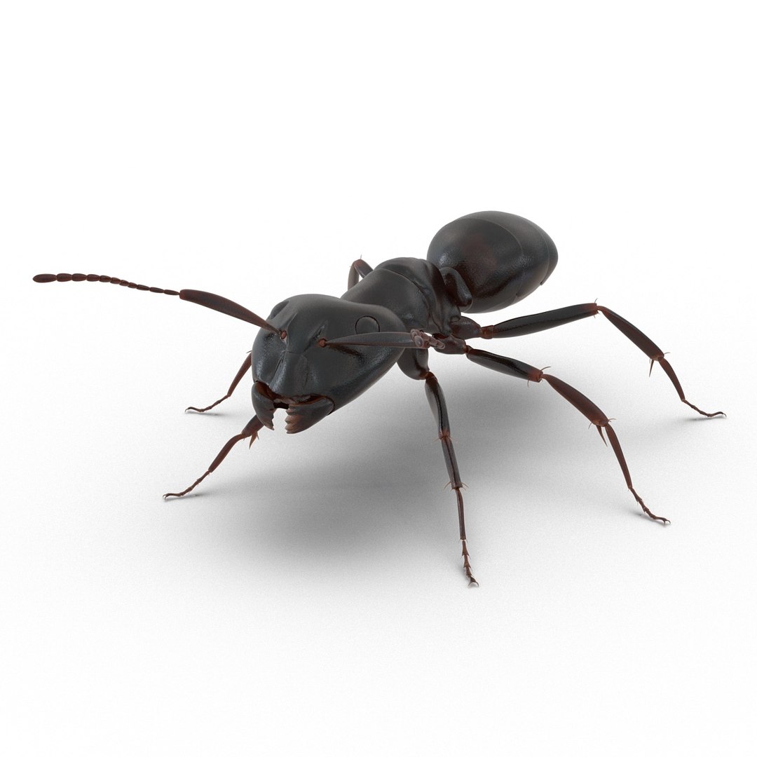 3d model black ant rigged https://p.turbosquid.com/ts-thumb/TI/TcGeHN/ENGrEguE/blackantrigged3dmodel03/jpg/1453719080/1920x1080/fit_q87/ea64acce15f540380456c69e87da79a0d3b7cbc2/blackantrigged3dmodel03.jpg