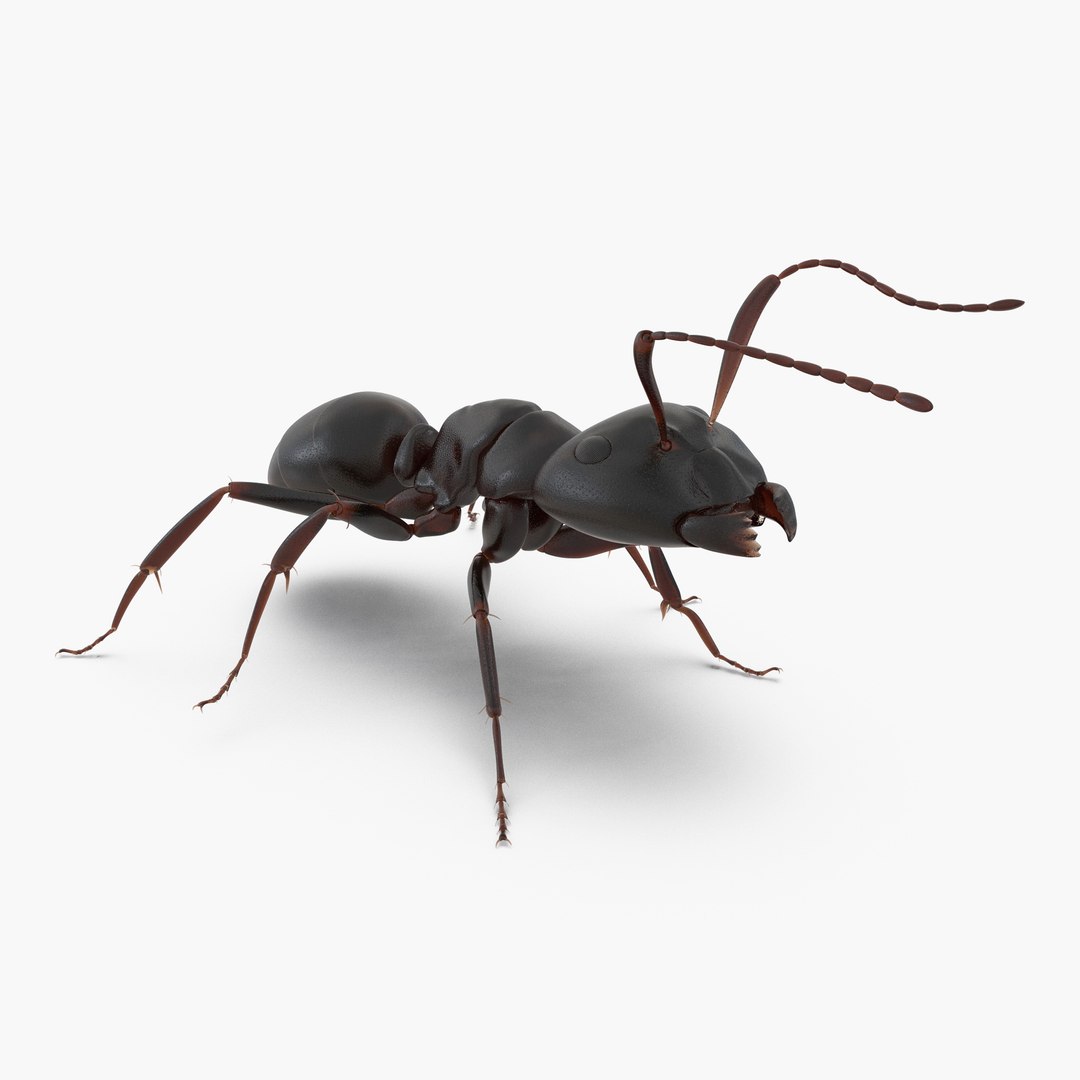 Black Ant Rigged 3D model preview