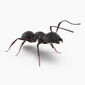 Black Ant Rigged