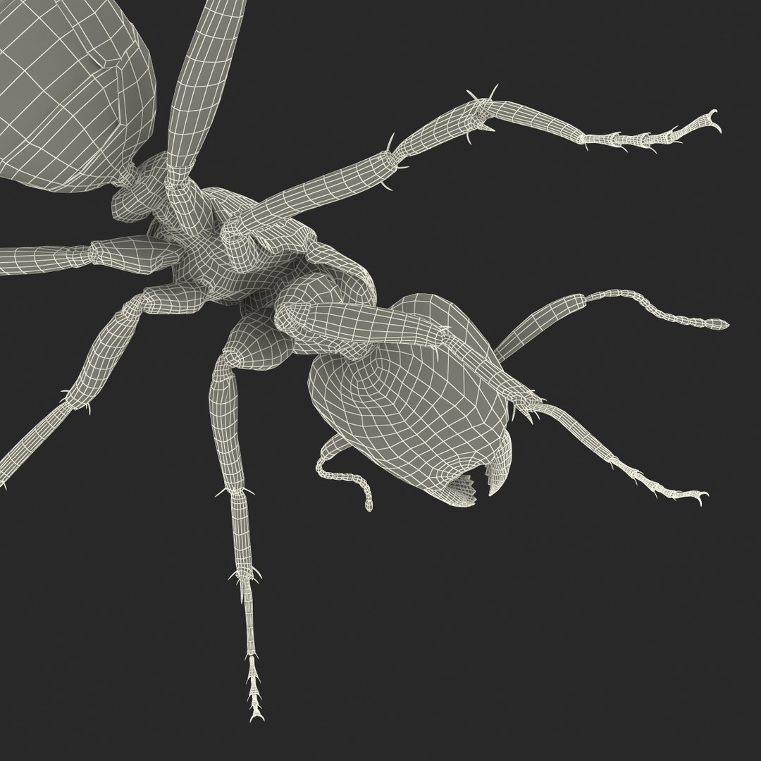3d model black ant rigged https://p.turbosquid.com/ts-thumb/TI/TcGeHN/IFjVOGDl/blackantrigged3dmodel48/jpg/1453719085/1920x1080/fit_q87/48a6fad977790c1a049d8773cde063273d4f8d45/blackantrigged3dmodel48.jpg
