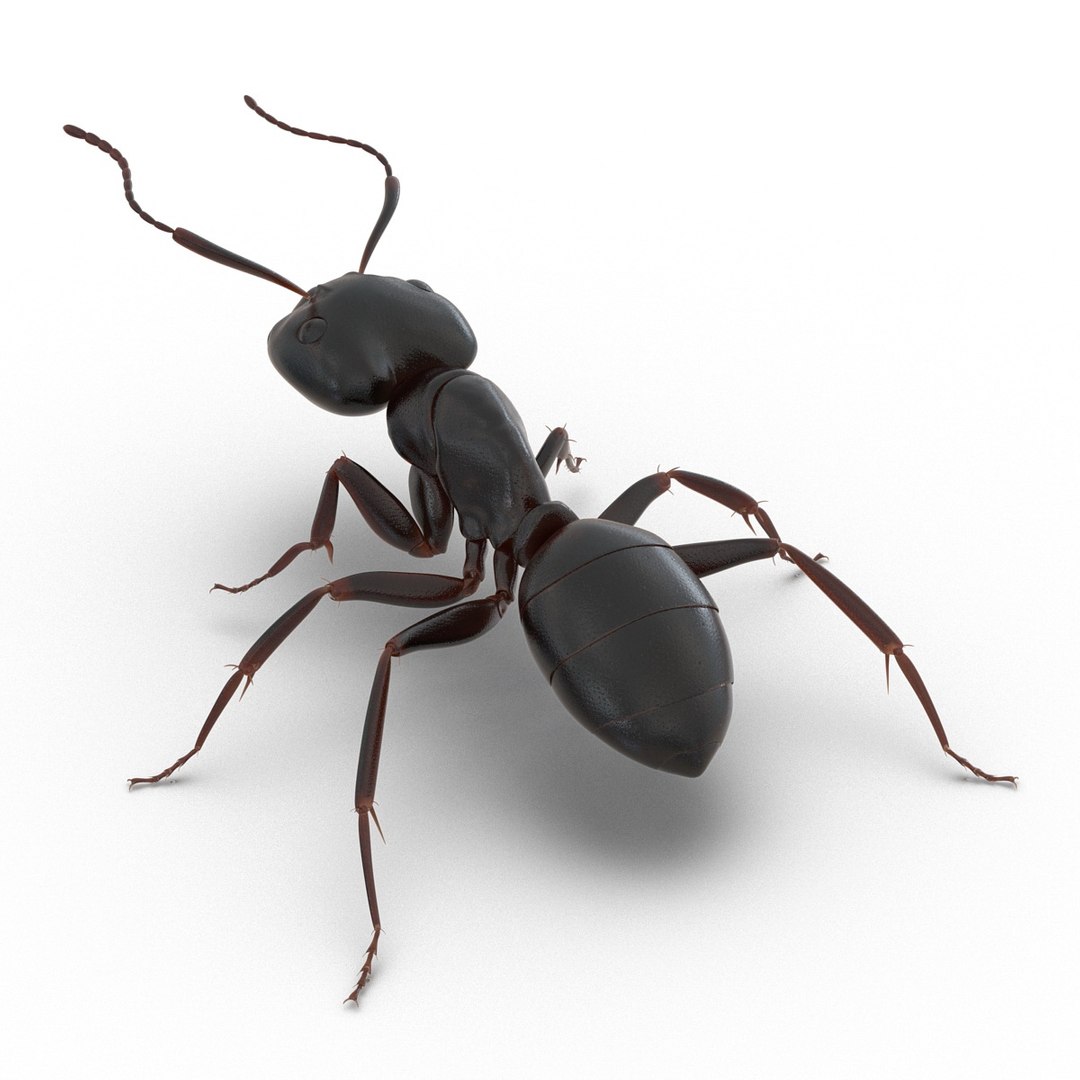 3d model black ant rigged https://p.turbosquid.com/ts-thumb/TI/TcGeHN/PR84TiY2/blackantrigged3dmodel09/jpg/1453719081/1920x1080/fit_q87/3e4ef740cfb1714c3ea0fce9a1e0ee6e235c238d/blackantrigged3dmodel09.jpg