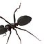 Black Ant Rigged