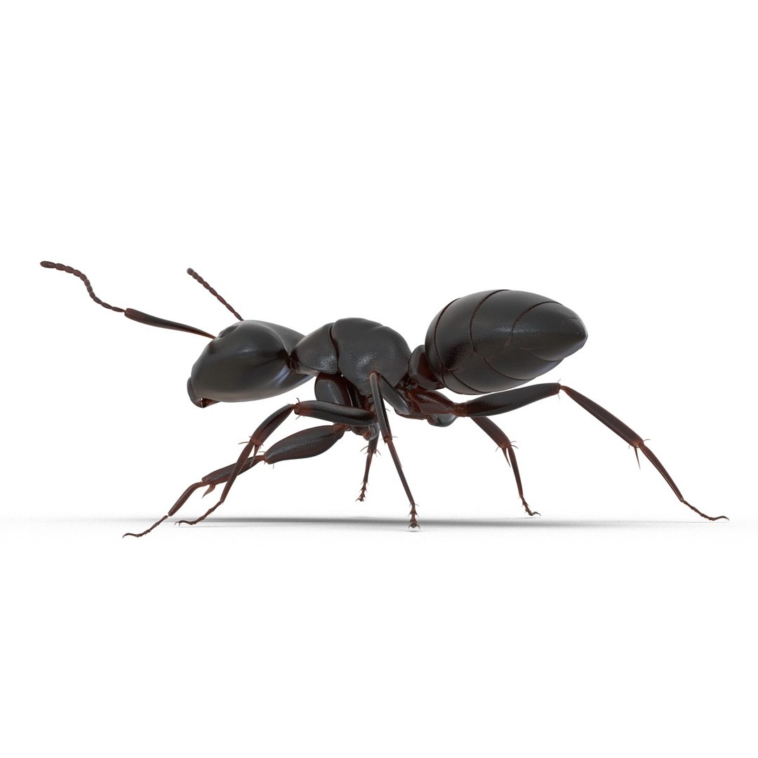 3d model black ant rigged https://p.turbosquid.com/ts-thumb/TI/TcGeHN/Zdqf6hw6/blackantrigged3dmodel11/jpg/1453719081/1920x1080/fit_q87/cf85bf557cb3b0fed517d2ecb2aecfa6374e8e9b/blackantrigged3dmodel11.jpg