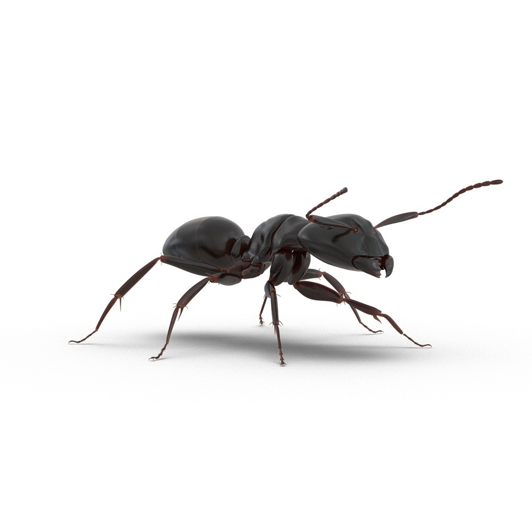 3d model black ant rigged https://p.turbosquid.com/ts-thumb/TI/TcGeHN/eru8jaQk/black_ant_rigged_360/jpg/1453718977/1920x1080/turn_fit_q99/17f040f87a8807b1f4c923a703e188dc9ff73302/black_ant_rigged_360-1.jpg