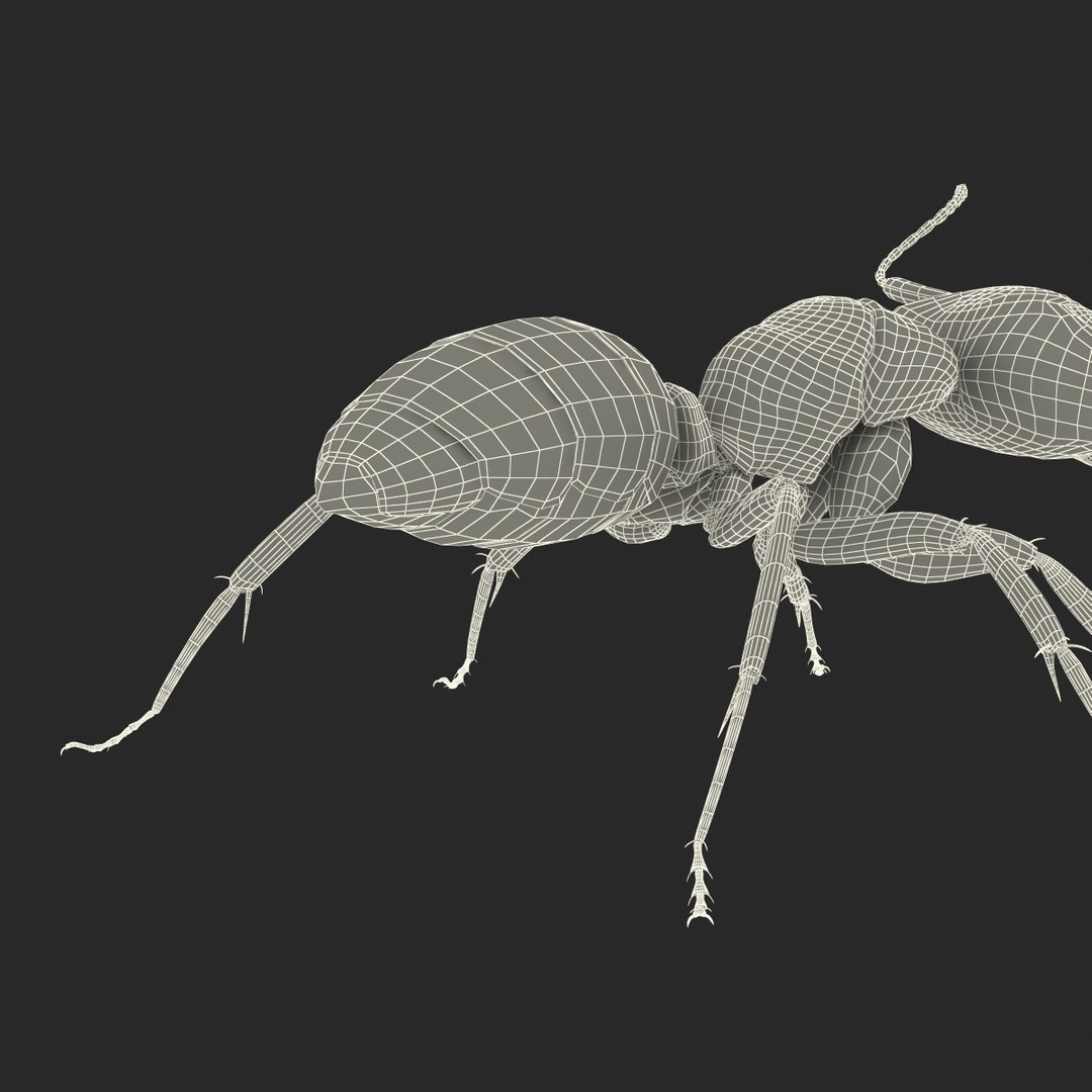3d model black ant rigged https://p.turbosquid.com/ts-thumb/TI/TcGeHN/k8VfBTtW/blackantrigged3dmodel46/jpg/1453719085/1920x1080/fit_q87/1c4c7b399f587d8e46d42c0489cf8f65fdc1707e/blackantrigged3dmodel46.jpg