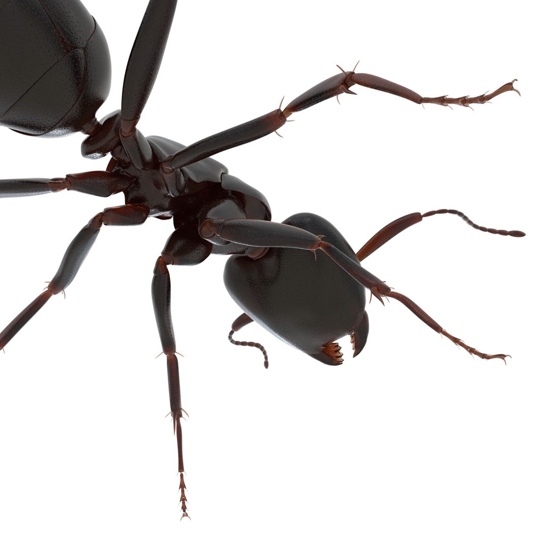 3d model black ant rigged https://p.turbosquid.com/ts-thumb/TI/TcGeHN/pFEeRAjh/blackantrigged3dmodel27/jpg/1453719083/1920x1080/fit_q87/d3abace857cf431a62a1aedd0f116e03895545b0/blackantrigged3dmodel27.jpg