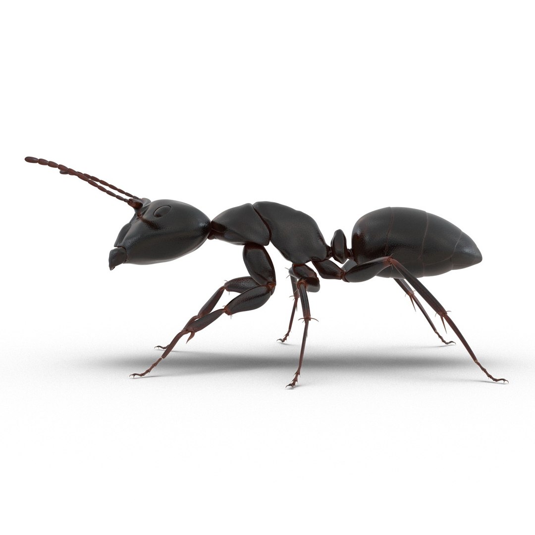 3d model black ant rigged https://p.turbosquid.com/ts-thumb/TI/TcGeHN/pGkRgzOM/blackantrigged3dmodel07/jpg/1453719080/1920x1080/fit_q87/cf6c467353f552992cc12bd545513a92d1eed707/blackantrigged3dmodel07.jpg