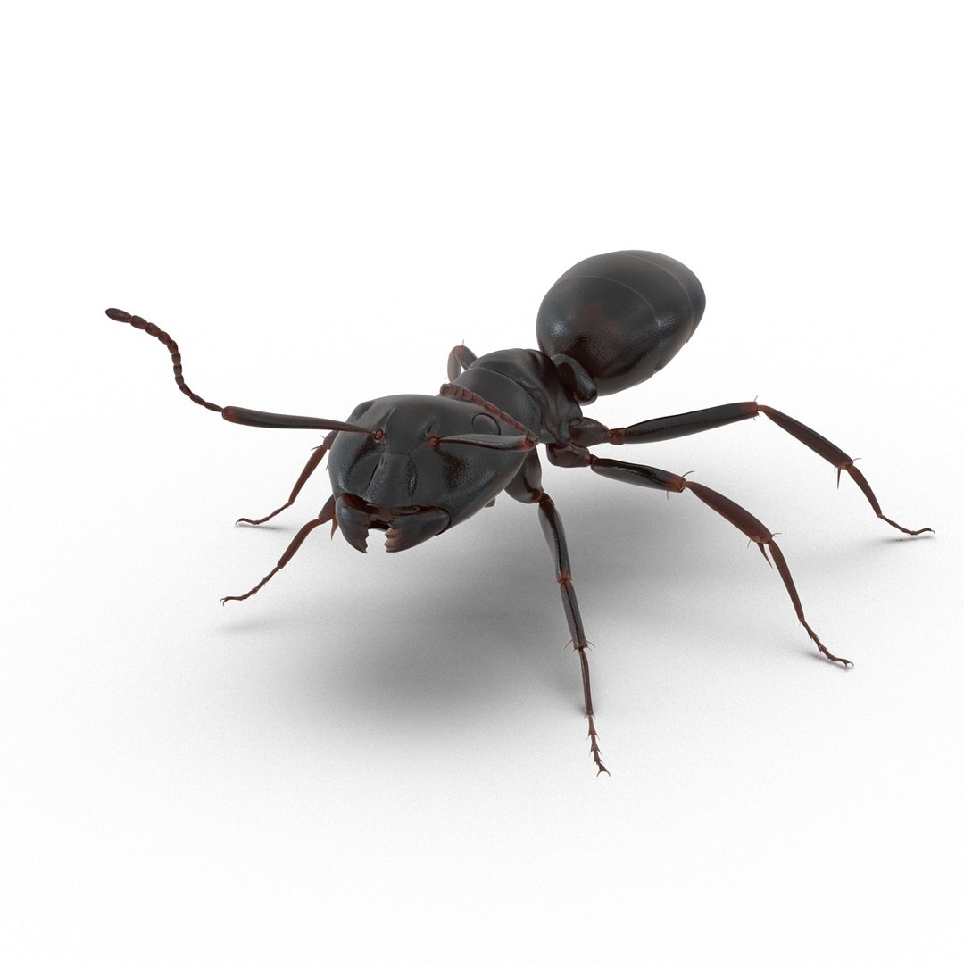 3d model black ant rigged https://p.turbosquid.com/ts-thumb/TI/TcGeHN/sHcM7fo8/blackantrigged3dmodel04/jpg/1453719080/1920x1080/fit_q87/9a204efb330ada3bceb8769790c95555f508d47e/blackantrigged3dmodel04.jpg