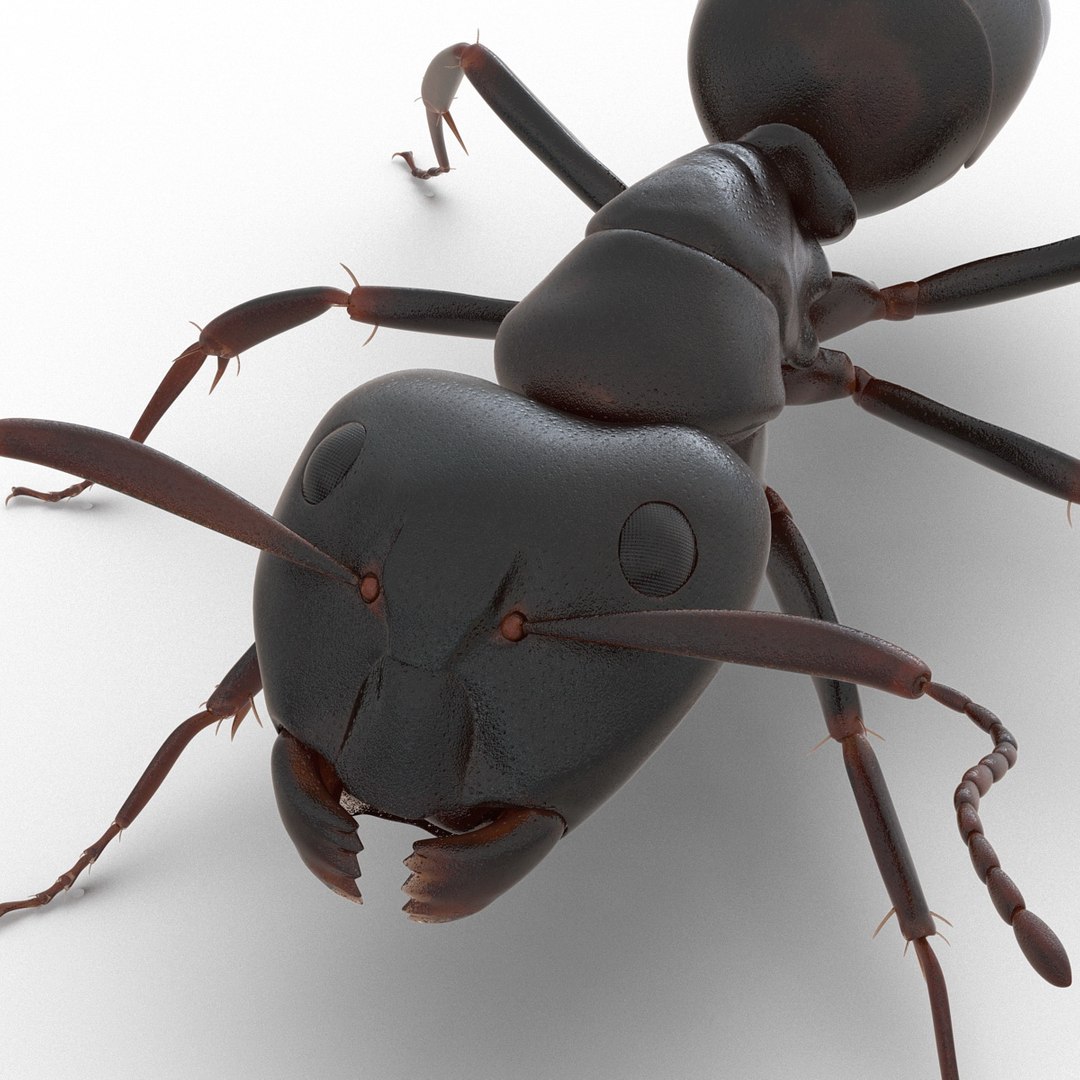 3d model black ant rigged https://p.turbosquid.com/ts-thumb/TI/TcGeHN/xMgDoTtX/blackantrigged3dmodel33/jpg/1453719084/1920x1080/fit_q87/dc6369e5cd634f11ddb611c6d70ef2eaf7cb8fab/blackantrigged3dmodel33.jpg