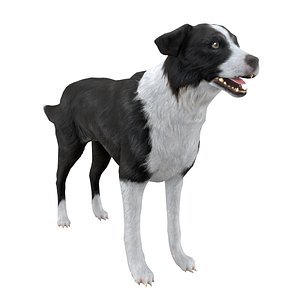 3D Dog Border collie RIGGED model