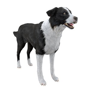 Dog Border Collie RIGGED