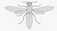 3D wasp