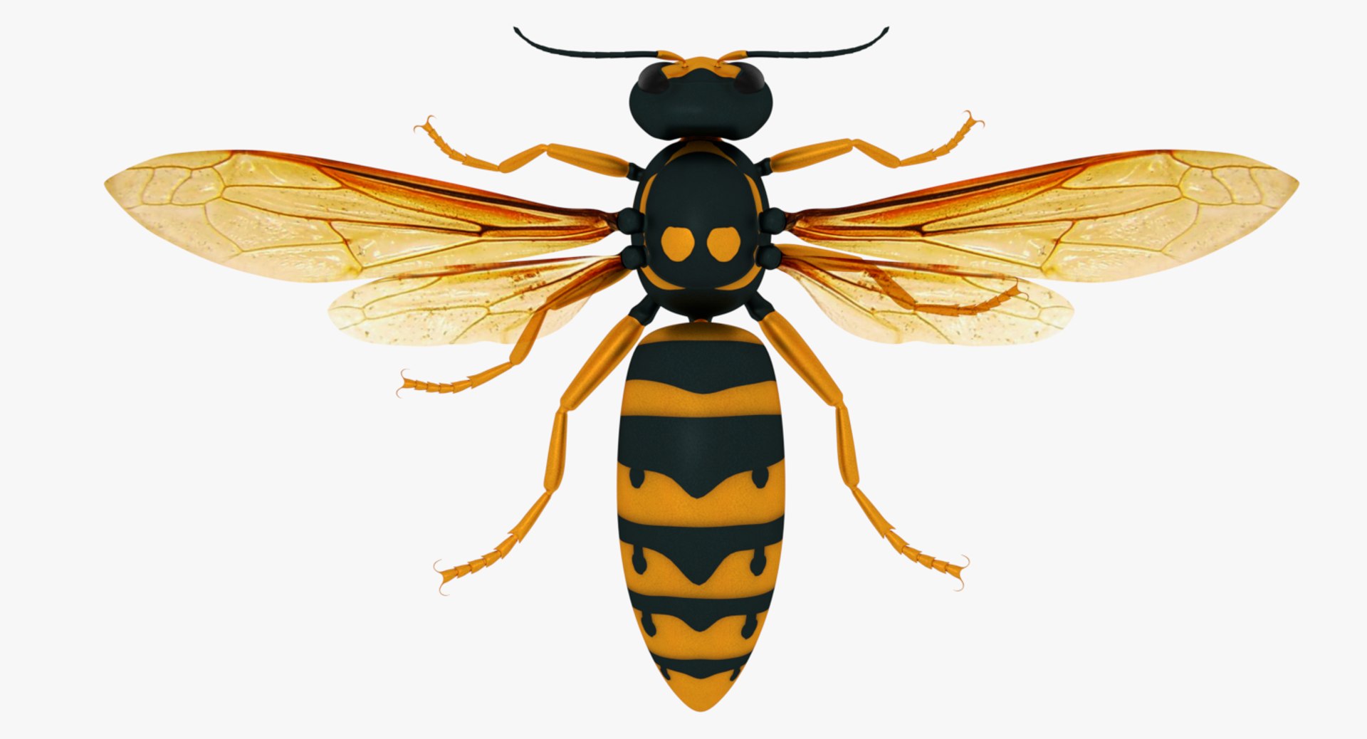 3D wasp https://p.turbosquid.com/ts-thumb/TI/joRImQ/0Qg2fWia/0001.png000/png/1521380902/1920x1080/fit_q87/e56318f5be5e55af367553de3211065df0d51320/0001.png000.jpg