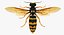 3D wasp