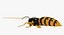 3D wasp