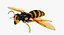 3D wasp