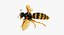 3D wasp