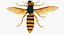 3D wasp