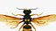 3D wasp