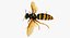 3D wasp