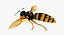 3D wasp
