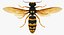 3D wasp
