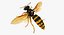 3D wasp