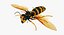 3D wasp