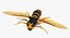3D wasp