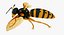 3D wasp