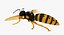 3D wasp