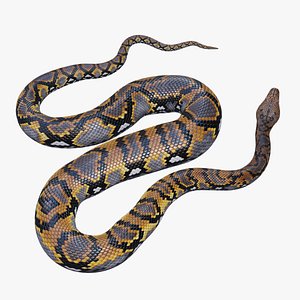 3D Reticulated Python - Rigged