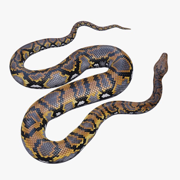 Burmese python animation 3D model - TurboSquid 1264730