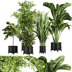 3D Collection plant vol 665 - banana - fiddle - aspidistra - Croton