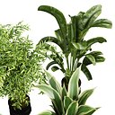 Collection plant vol 665 - banana - fiddle - aspidistra - Croton