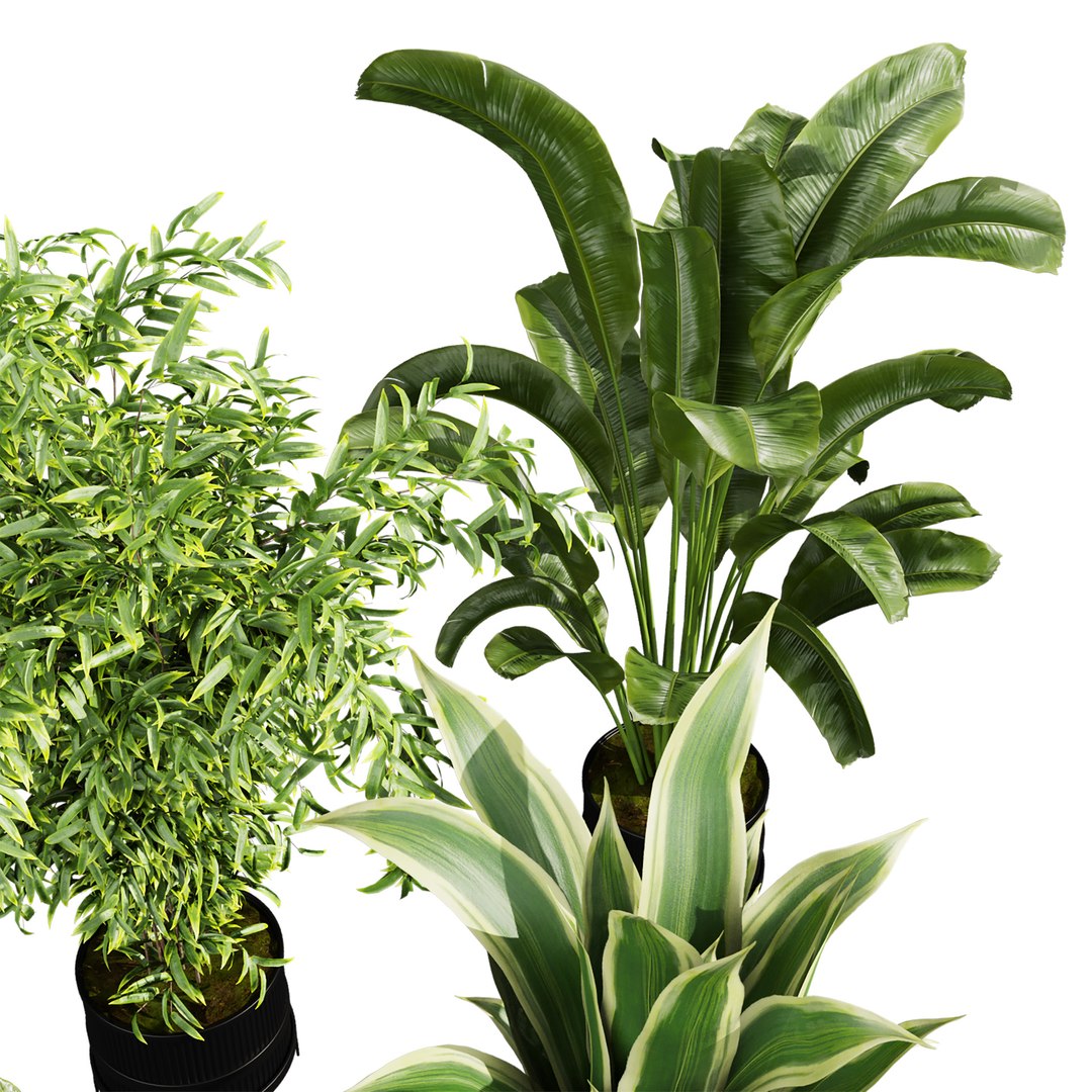 Ultimate Plant Collection – 42 High-Quality 3D Plant Models 3D https://p.turbosquid.com/ts-thumb/TI/v974KS/rJ/2/jpg/1762632464/1920x1080/fit_q87/9de6f8ea5f7ef096dfa1bdad92dd3df8b1a55c27/2.jpg