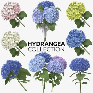 hydrangea photorealistic 3D model